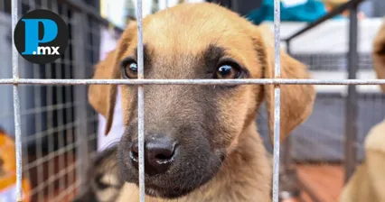 Bienestar Animal atiende a 99 animales afectados en la Sierra Norte