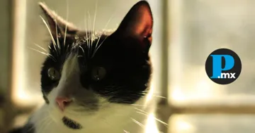 Maltrato animal es frecuente en Puebla: van casi 500 denuncias en un año