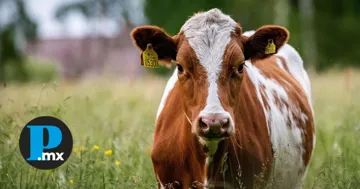 La falta de ganado complica la labor de productores y comerciantes La falta de ganado complica la labor de productores y comerciantes