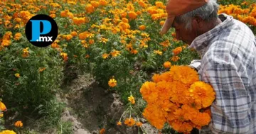 Puebla lidera producción nacional de cempasúchil y terciopelo