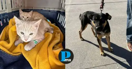 Extienden servicios gratuitos de bienestar animal en colonias de Puebla