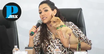 Las autoridades reiteraron que todos los animales rescatados se encuentran bajo supervisión veterinaria