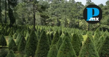 En Puebla existen puntos oficiales para adquirir árboles de Navidad cultivados responsablemente