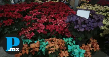 Puebla se mantiene en el tercer lugar nacional en producción de Nochebuena