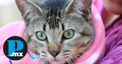 Recomienda Ayuntamiento de Puebla cuidados especiales para mascotas en temporada invernal