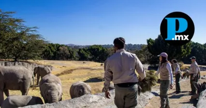 Gobierno de la Ciudad y Africam Safari inician campa&ntilde;a de reciclaje de &aacute;rboles de Navidad