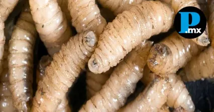 Detectan dos nuevos casos de gusano barrenador en el norte de Puebla