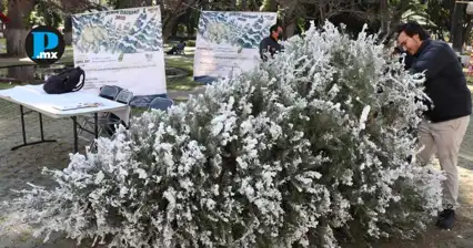 San Pedro Cholula canjea &aacute;rboles de Navidad por pases 2x1 en Africam Safari