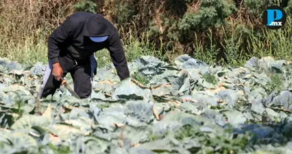 Campo poblano gener&oacute; 68 mil 200 millones de pesos en 2025