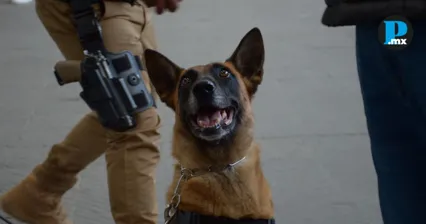 K9 de la SSC decomisa m&aacute;s de 151 kilos de droga en la capital