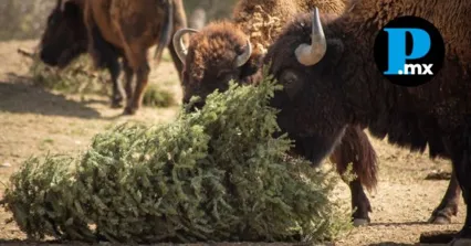 Los &aacute;rboles de Navidad ser&aacute;n recibidos en El Ameyal y SOSAPAC hasta el 15 de febrero, ofreciendo cupones 2x1 para el parque de conservaci&oacute;n 