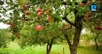 Puebla invirti&oacute; m&aacute;s de mil 600 millones de pesos para reactivar el campo en 2025