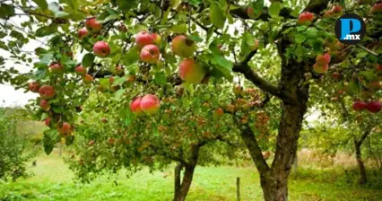 Inversi&oacute;n en campo poblano alcanza a m&aacute;s de 146 mil familias productoras