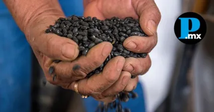 Pactan AGRICULTURA y Verde Valle compra de frijol a precio justo