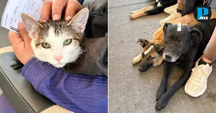 Puebla ofrece jornadas gratuitas de protecci&oacute;n animal en colonias populares