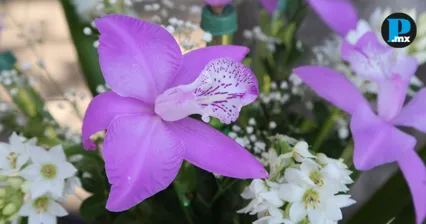 Coatepec espera m&aacute;s de 35 mil visitantes en el Festival de la Orqu&iacute;dea