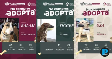Ayuntamiento de Puebla impulsa adopci&oacute;n responsable de perros