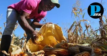 Productores de ma&iacute;z de 6 estados de la Rep&uacute;blica recibir&aacute;n el incentivo federal. 