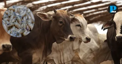 Alerta sanitaria en Puebla: suman 28 casos de gusano barrenador