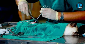 Jornadas de Bienestar Animal contin&uacute;an en colonias de Puebla