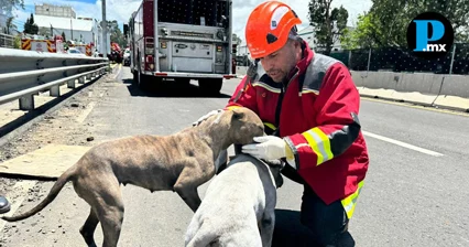 Congreso de Puebla desaparece el Instituto de Bienestar Animal
