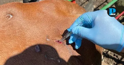 Gusano barrenador se extiende a 54 municipios de Puebla; estado es noveno a nivel nacional