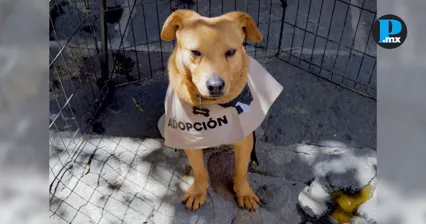 Secretar&iacute;a de Bienestar promueve adopci&oacute;n y cuidado animal en Puebla