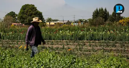 Congreso de Puebla busca reforzar control de plaguicidas en el campo
