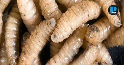 Confirman cinco casos de miasis por gusano barrenador en Puebla