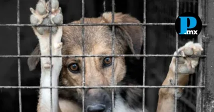 Proponen expedir Ley de Responsabilidad y Reparaci&oacute;n del Da&ntilde;o por Maltrato Animal del Estado de Puebla