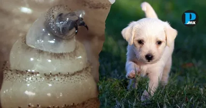 Perros son los m&aacute;s afectados por gusano barrenador en Puebla