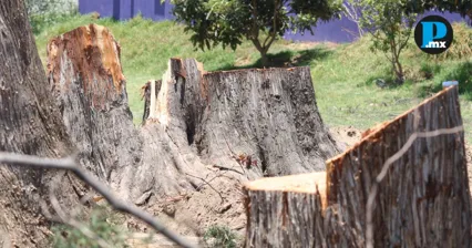 PAN presenta denuncias por presunta tala irregular de &aacute;rboles en Bosques de San Sebasti&aacute;n