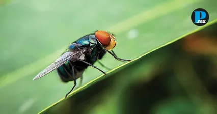 M&eacute;xico inaugurar&aacute; planta contra gusano barrenador en Chiapas; Puebla lidera casos