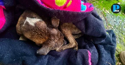 &iexcl;Se salv&oacute;! Rescatan a perro que cay&oacute; a un pozo en Cuautlancingo