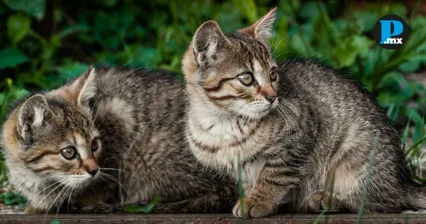 &iquest;Eres catlover? Puebla prepara Michi Fest con vacunas y esterilizaciones