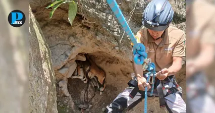 Rescatan a cinco perros de barranca de 20 metros en Chalchicomula de Sesma