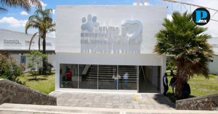 Solo 34 municipios atienden el bienestar animal en Puebla