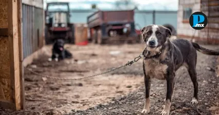 Morena propone aumentar sanciones por maltrato animal en Puebla