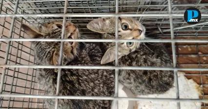 Rescatan a gatita y sus tres cr&iacute;as que viv&iacute;an en el Parque del Arte