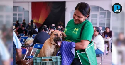 San Andr&eacute;s Cholula suma 983 esterilizaciones de perros y gatos en 2026