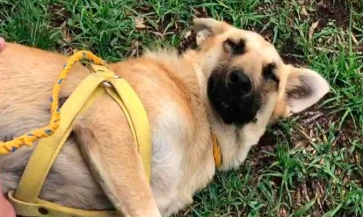 Cómo adoptar a la perrita Spike, lomita rescatada del socavón