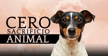 Proponen eliminar el sacrificio animal en Puebla