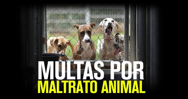 Proponen que multas por maltrato animal se paguen con croquetas