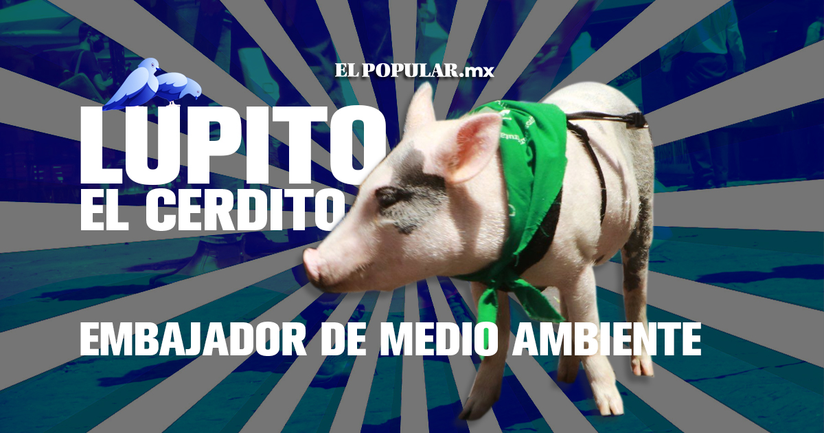 Lupito el cerdito, nuevo Embajador de Derechos Humanos y Medio Ambiente