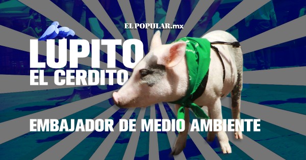 Lupito el cerdito, nuevo Embajador de Derechos Humanos y Medio Ambiente en Puebla