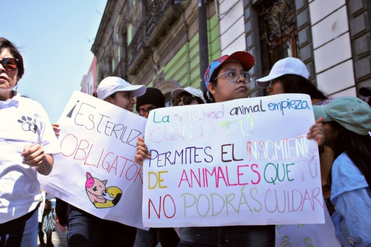 Animalistas de Huejotzingo piden esterilización obligatoria para mascotas