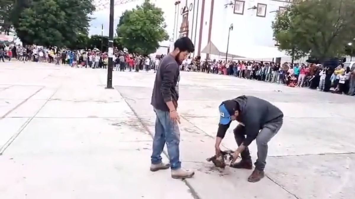 Maltrato animal, lechón, Puebla