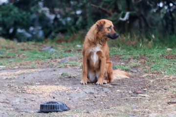 Fiscalía General del Estado investiga 20 casos de maltrato animal en la capital poblana