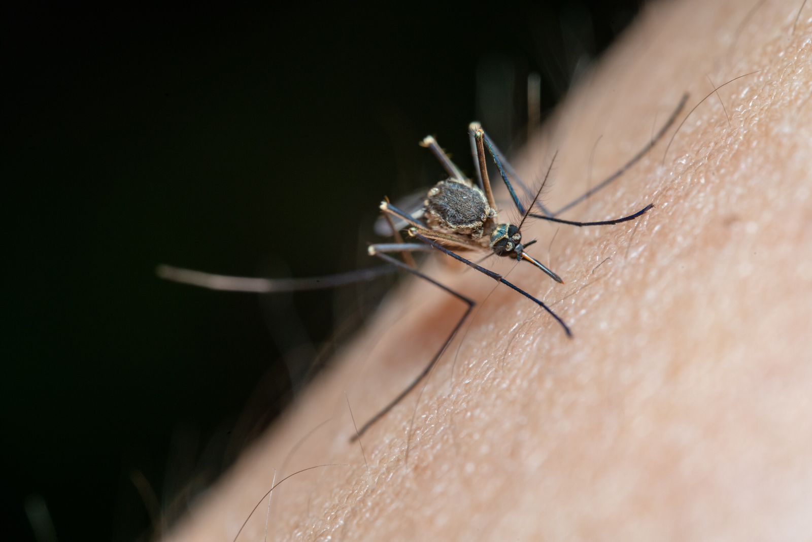 Mosquito de dengue en municipios de Puebla