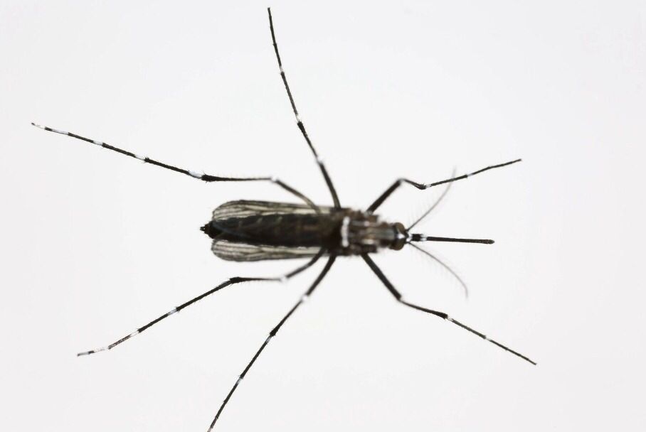 Durante 2023 se han contabilizado mil 35 personas contagiadas con dengue 